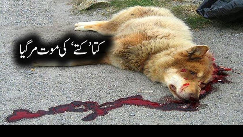 کتا ’کتے‘ کی موت ماراگیا، ایک شخص زخمی